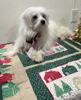 Snowflake, a male Maltese for sale in Wingate, NC – Photo 4 of 9
