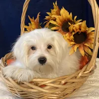 Snowflake, a male Maltese for sale in Wingate, NC – Photo 7 of 9