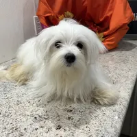 Snowflake, a male Maltese for sale in Wingate, NC – Photo 3 of 9