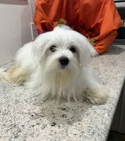 Snowflake, a male Maltese for sale in Wingate, NC – Photo 3 of 9