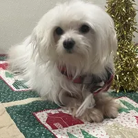 Snowflake, a male Maltese for sale in Wingate, NC – Photo 1 of 9