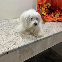 Snowflake, a male Maltese for sale in Wingate, NC – Photo 5 of 9