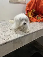 Snowflake, a male Maltese for sale in Wingate, NC – Photo 5 of 9