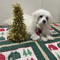 Snowflake, a male Maltese for sale in Wingate, NC – Photo 9 of 9