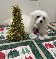 Snowflake, a male Maltese for sale in Wingate, NC – Photo 9 of 9