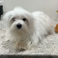 Snowflake, a male Maltese for sale in Wingate, NC – Photo 6 of 9