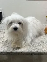 Snowflake, a male Maltese for sale in Wingate, NC – Photo 6 of 9