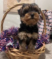 Chloe , a female Yorkshire Terrier for sale in Wingate, NC – 2 of 3
