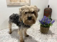 Josie, a female Yorkshire Terrier for sale in Wingate, NC – Photo 1 of 3