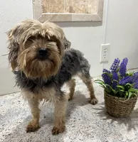 Josie, a female Yorkshire Terrier for sale in Wingate, NC – Photo 2 of 3