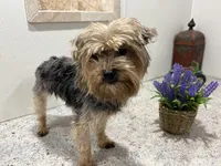 Josie, a female Yorkshire Terrier for sale in Wingate, NC – Photo 3 of 3