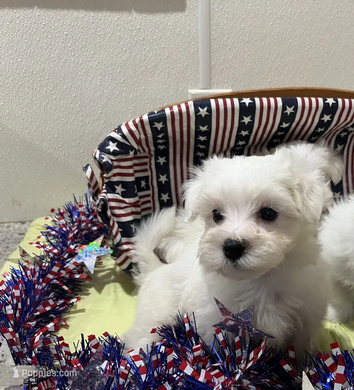 Jasper – Maltese puppy for sale in Wingate, NC