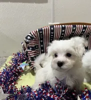 Jasper, a male Maltese for sale in Wingate, NC – 1 of 6