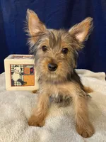 Peanut, a male Yorkshire Terrier for sale in Wingate, NC – Photo 3 of 8