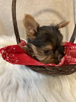 Peanut, a male Yorkshire Terrier for sale in Wingate, NC – Photo 8 of 8