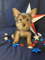 Peanut, a male Yorkshire Terrier for sale in Wingate, NC – Photo 6 of 8