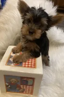 Peanut, a male Yorkshire Terrier for sale in Wingate, NC – Photo 5 of 8