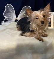 Peanut, a male Yorkshire Terrier for sale in Wingate, NC – Photo 2 of 8