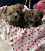 Amelia, a female Morkie for sale in Wingate, NC – Photo 2 of 3