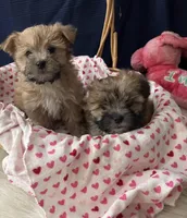 Amelia, a female Morkie for sale in Wingate, NC – Photo 3 of 3