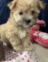 Amelia, a female Morkie for sale in Wingate, NC – Photo 1 of 3