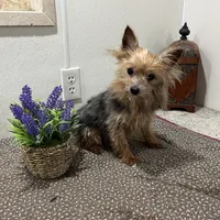 Milo, a male Yorkshire Terrier for sale in Wingate, NC – Photo 3 of 4