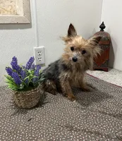 Milo, a male Yorkshire Terrier for sale in Wingate, NC – Photo 2 of 4