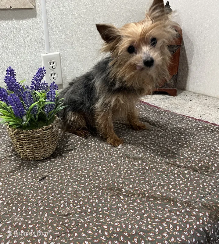 Milo – Yorkshire Terrier puppy for sale in Wingate, NC