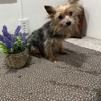 Milo, a male Yorkshire Terrier for sale in Wingate, NC – Photo 4 of 4