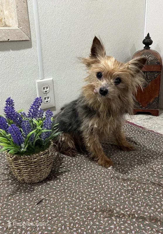 Milo – Yorkshire Terrier puppy for sale in Wingate, NC