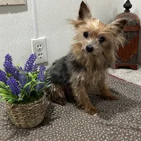 Milo, a male Yorkshire Terrier for sale in Wingate, NC – Photo 1 of 4