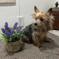 Milo, a male Yorkshire Terrier for sale in Wingate, NC – Photo 2 of 4