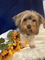 Lil Bear, a male Yorkshire Terrier for sale in Wingate, NC – Photo 1 of 2