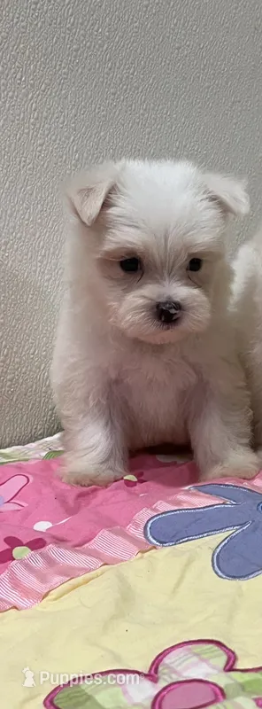 WILLOW – Maltese puppy for sale in Wingate, NC