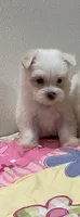 WILLOW, a female Maltese for sale in Wingate, NC – 1 of 8