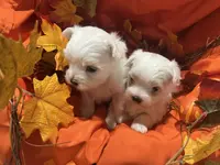 Star, a female Maltese for sale in Wingate, NC – Photo 4 of 5