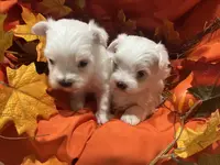 Star, a female Maltese for sale in Wingate, NC – Photo 1 of 5