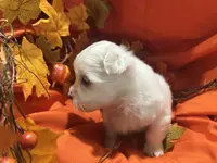 Star, a female Maltese for sale in Wingate, NC – Photo 2 of 5