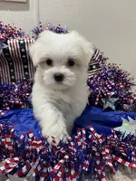 Courage, a male Maltese for sale in Wingate, NC – 1 of 2