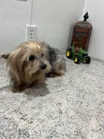 Eli , a male Yorkshire Terrier for sale in Wingate, NC – Photo 3 of 3