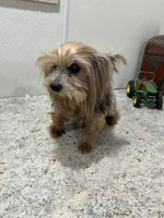 Eli , a male Yorkshire Terrier for sale in Wingate, NC – Photo 2 of 3