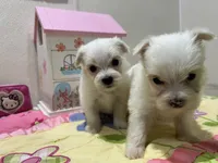 Jasper, a male Maltese for sale in Wingate, NC – 2 of 4