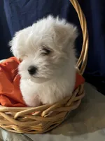Boston, a male Maltese for sale in Wingate, NC – Photo 1 of 3