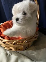 Boston, a male Maltese for sale in Wingate, NC – Photo 2 of 3