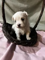 Boston, a male Maltese for sale in Wingate, NC – Photo 3 of 3