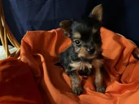 Rosie, a female Yorkshire Terrier for sale in Wingate, NC – Photo 3 of 3