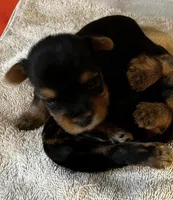 Rosie, a female Yorkshire Terrier for sale in Wingate, NC – Photo 2 of 3