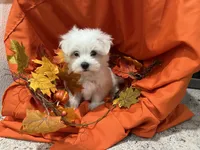 Bentley, a male Maltese for sale in Wingate, NC – Photo 6 of 9