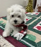 Bentley, a male Maltese for sale in Wingate, NC – Photo 2 of 9