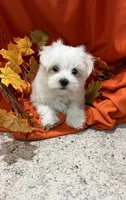 Bentley, a male Maltese for sale in Wingate, NC – Photo 4 of 9